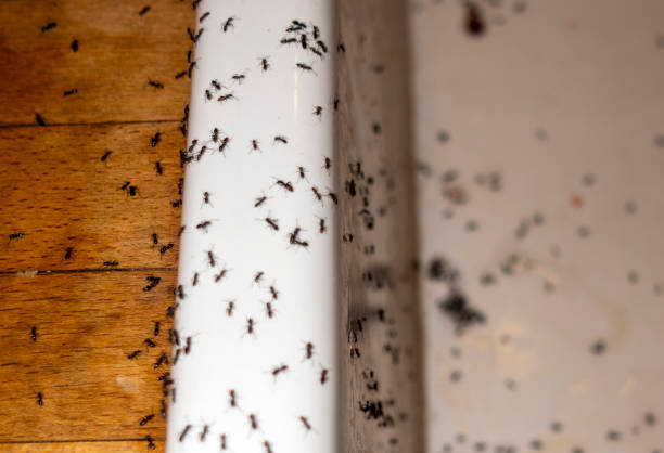 Best Best Pest Control Companies  in Atkinson, NE