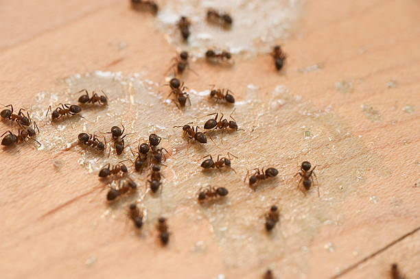 Flea Control Services in Atkinson, NE